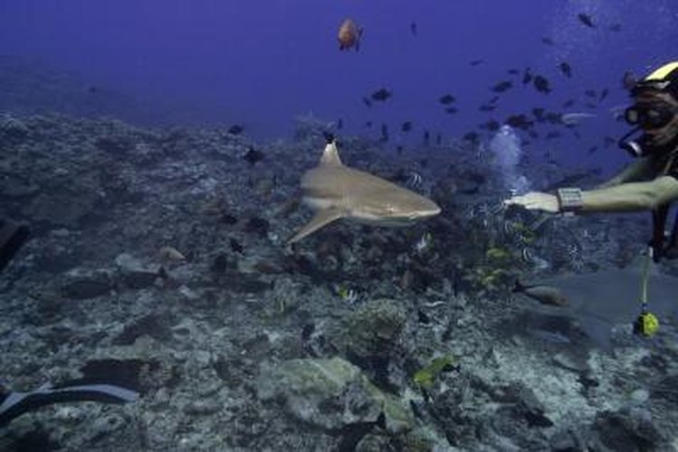 Photodisc/Photodisc/Getty Images Unprovoked shark attacks are very rare off the Galveston, Texas, coast.