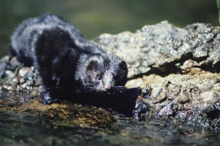 Tom Brakefield/Stockbyte/Getty Images Mink boxes take advantage of the mink's habit of entering holes