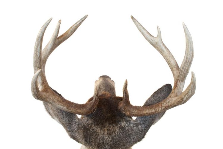 David Schliepp/Hemera/Getty Images Removing the horns is the final step in processing your kill.
