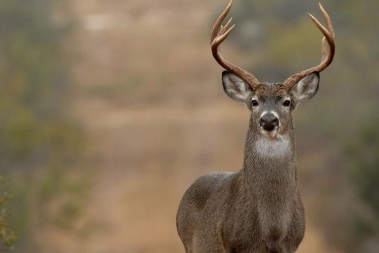 The Best Counties in Kentucky for Deer Hunting Gone Outdoors Your