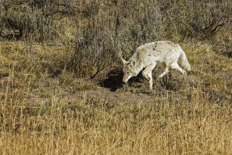 best coyote sounds for late december