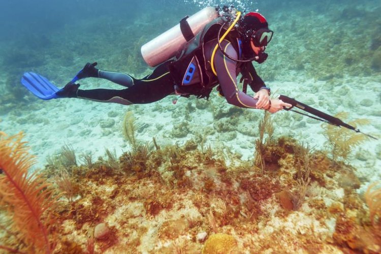 Rostislav Ageev/iStock/Getty Images Scuba diver with a spear gun underwater.