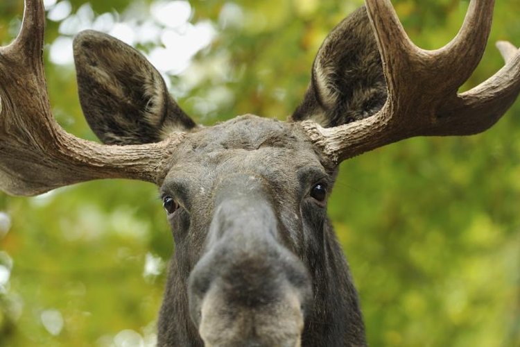 Anagramm/iStock/Getty Images Moose are large animals that weigh up to 1,500 pounds.