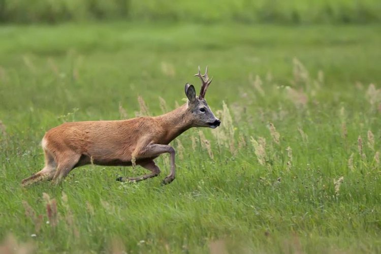 How to Fend Off a Charging Deer | Gone Outdoors | Your Adventure Awaits