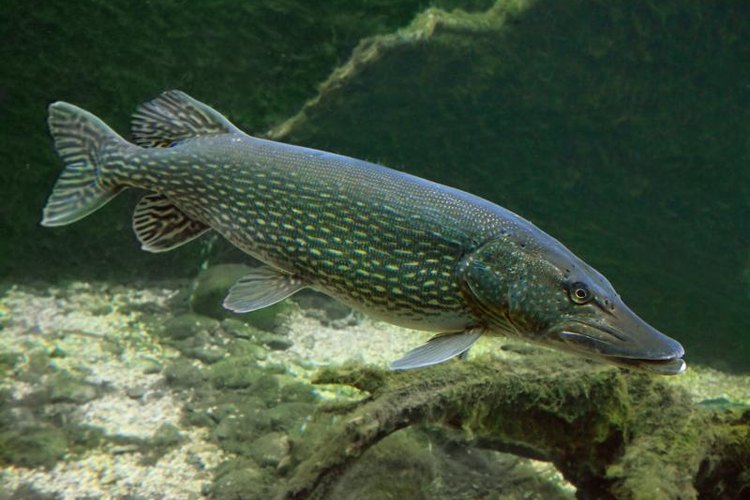 abadonian/iStock/Getty Images Fish decoys often entice predatory game fish, such as pike.