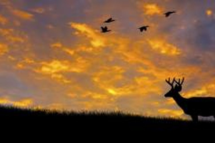 Peter Lewis/iStock/Getty Images Dear season
