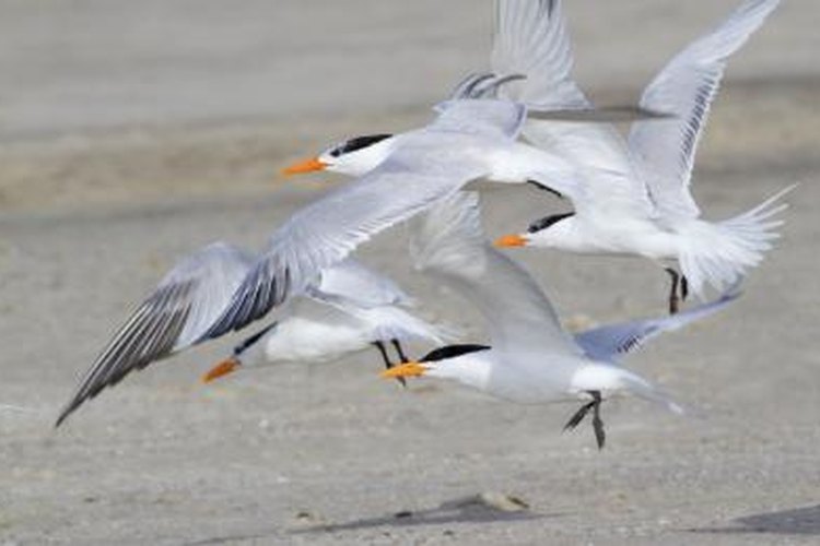 ivkuzmin/iStock/Getty Images Expect to share your campsite with royal terns.