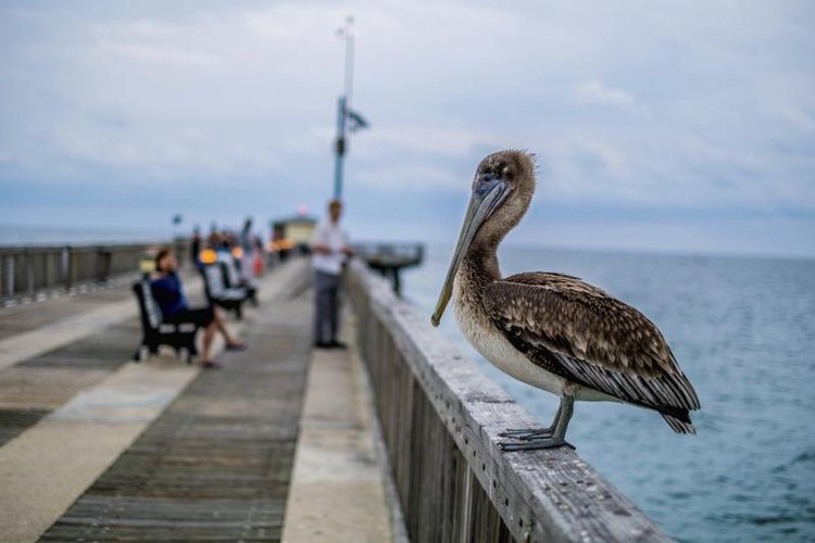 photographereddie/iStock/Getty Images A pelican waiting on a pier near a fisherman and his net.