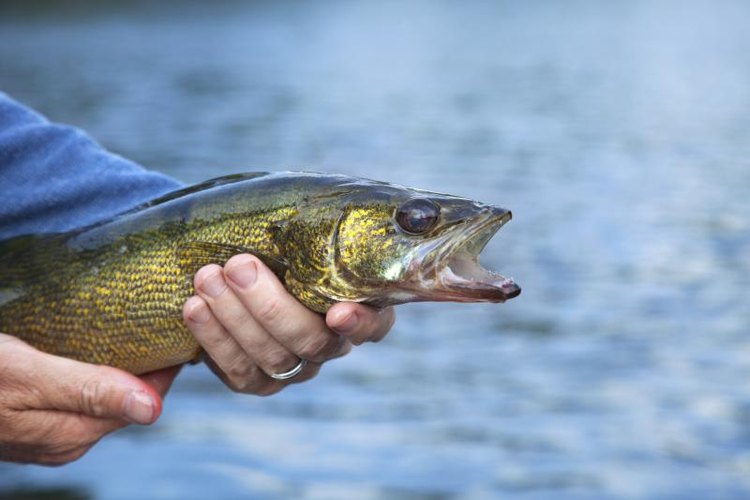 Willard/iStock/Getty Images Neon green night crawlers are effective for walleye and other game fish.