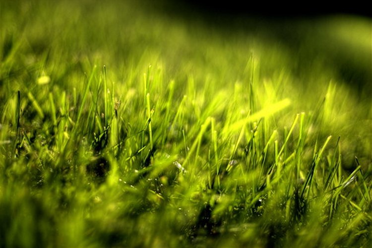 Los campos de golf cuentan con numerosos tipos de césped.