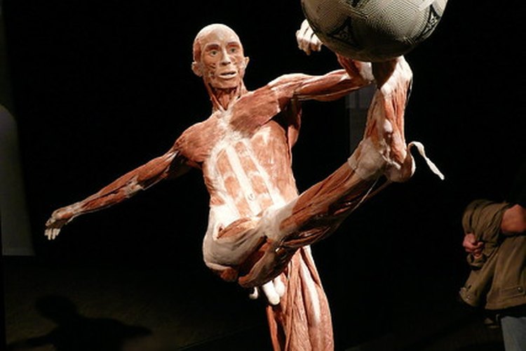 Al patear un balón estás trabajando el músculo sartorio.