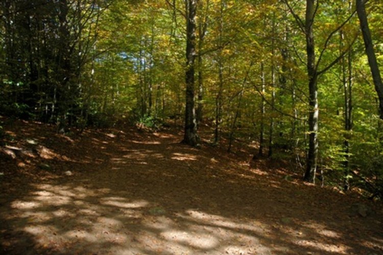 Bosque húmedo tropical.