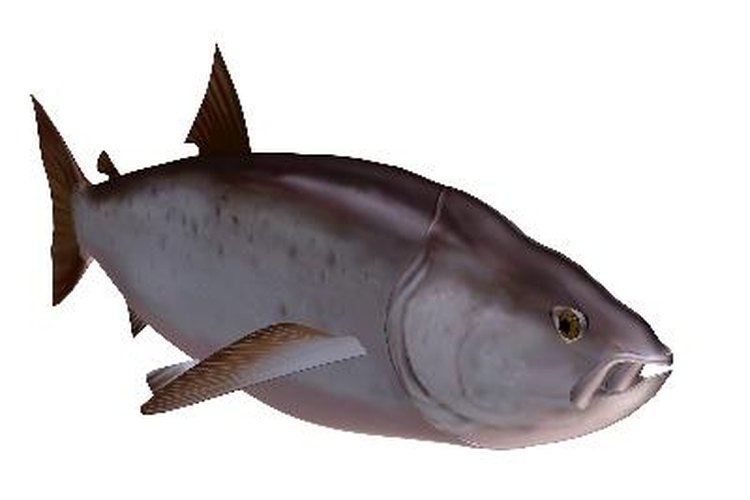El salmón es una fuente ideal de ácidos grasos omega-3.