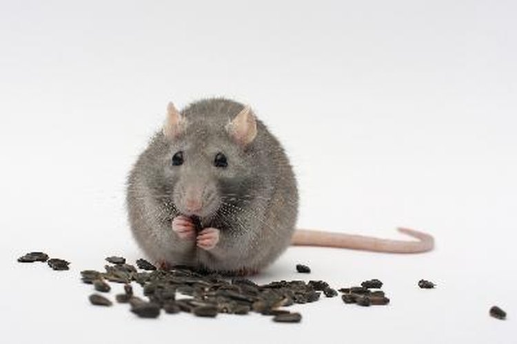 Es posible experimentar algunos de los efectos del veneno para ratas sin nunca haberlo ingerido.