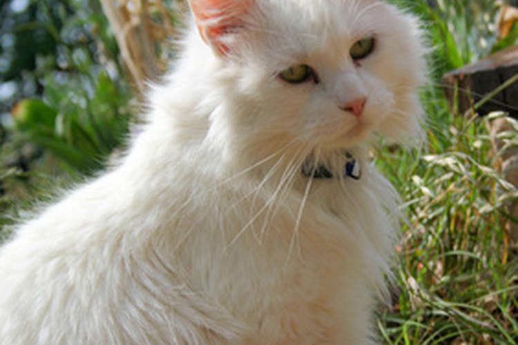 Los gatos son animales propensos a las lesiones.