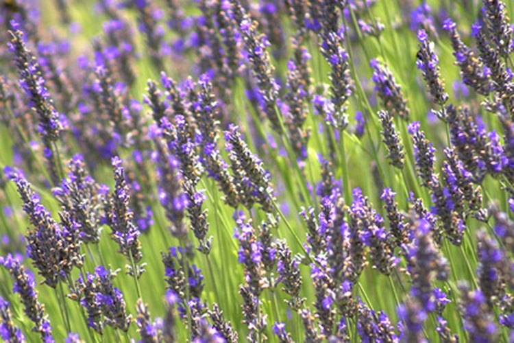 La planta de lavanda tiene cualidades que mejoran la piel.