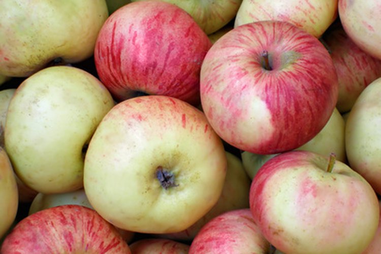 La sidra de manzana se hace de la fermentación de la sidra de manzana.