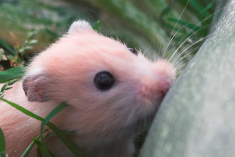 Hamster chewing on outlet plastic tubes