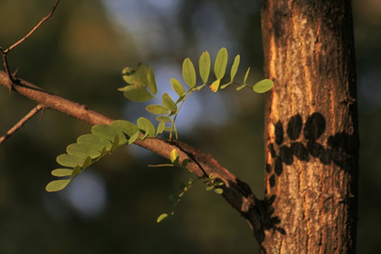 El árbol de Acacia ha sido usado para propósitos medicinales por siglos.