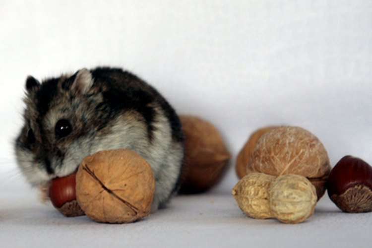 How to Get a Hamster to Bite a Chew Stick | Pets on Mom.com