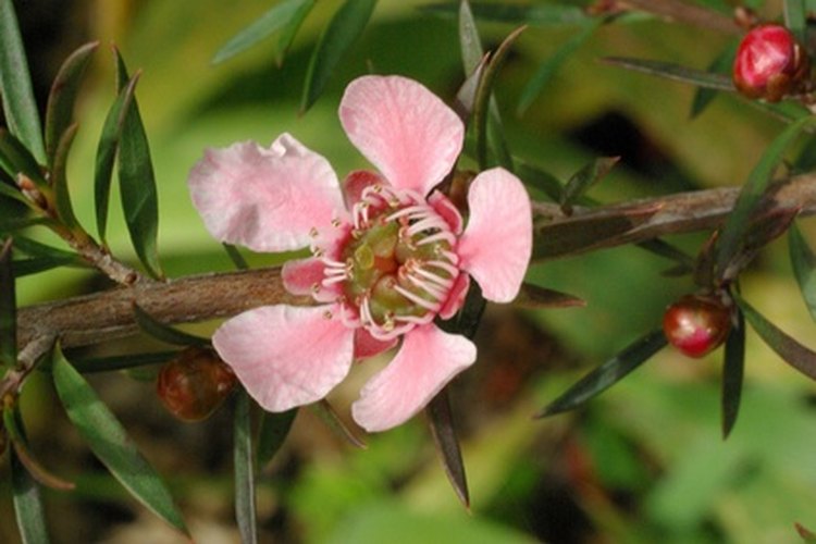 Flor rosada del árbol de té.