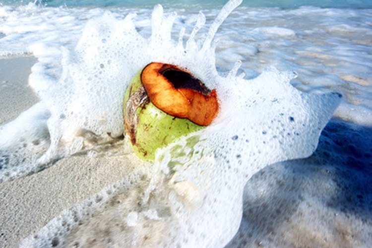 El aceite de coco es uno de los aceites más saludables que puedes aplicar en tu piel.