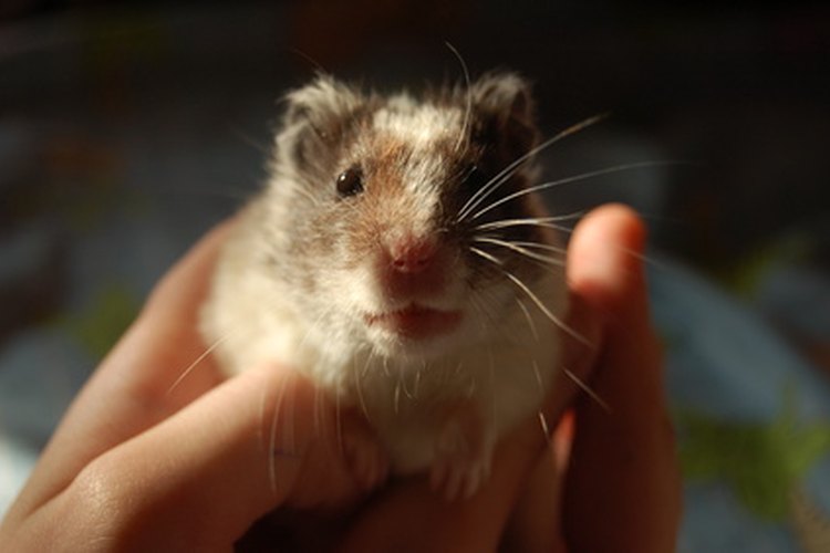 World's rarest wild hamster is now critically endangered