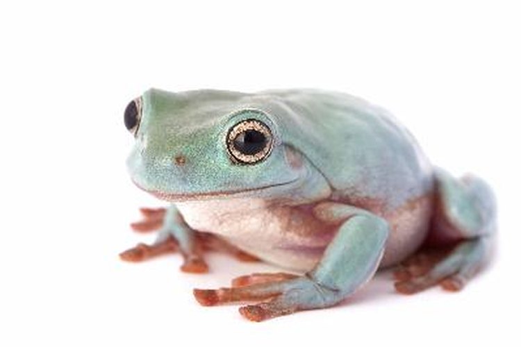 Which organ in a frog has a function similar to the function of lungs in a bird?