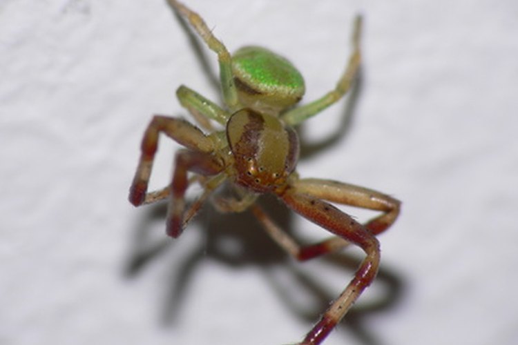 Los insectos que parasitan más efectivamente a los humanos son frecuentemente muy pequeños.