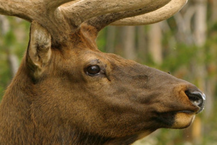 elk image by Melissa Schalke from Fotolia.com Colorado is one of the only states for hunting elk.