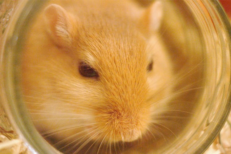 Gerbil Life Cycle  Gerbil, Baby hamster, Cute baby animals