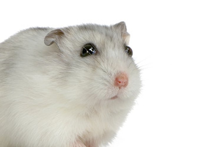 Hamsters - Exotic and Laboratory Animals - Merck Veterinary Manual