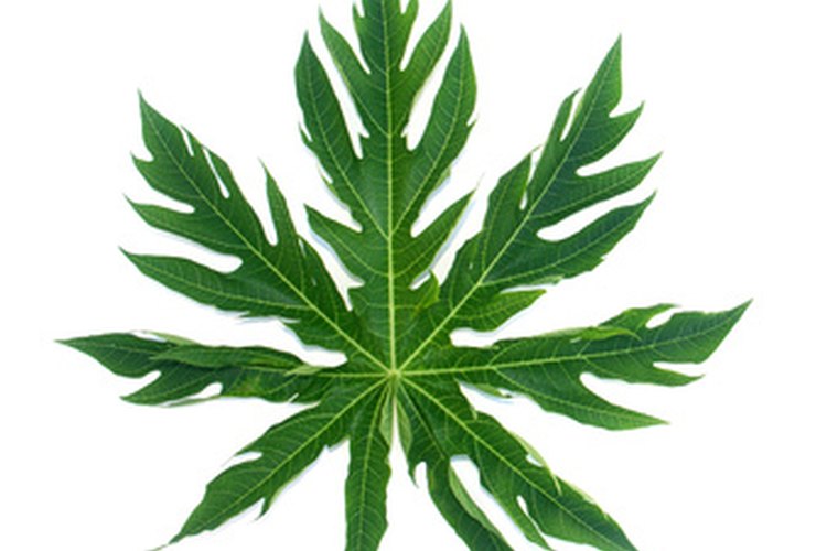 Es posible que el té de hoja de papaya ofrezca algunos efectos medicinales.