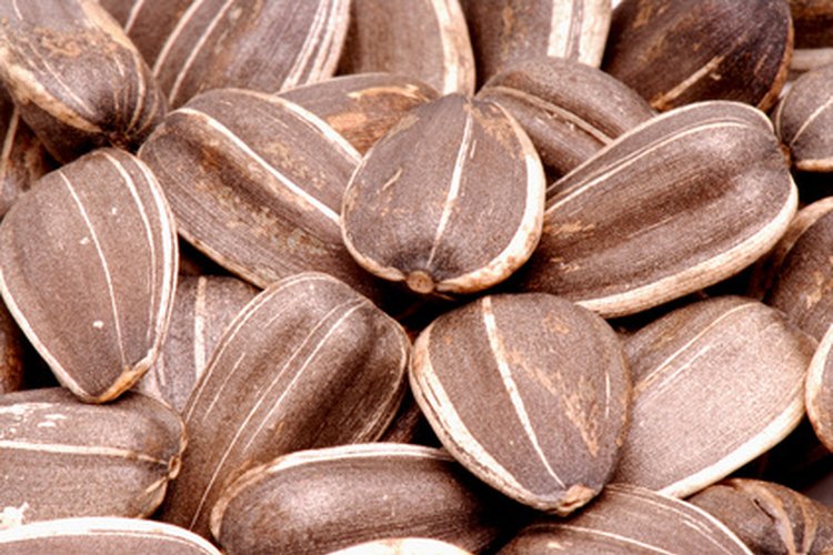 Las semillas de girasol son un aperitivo nutritivo y práctico.