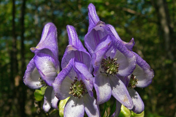 Las hermosas flores del peligroso Aconitum napellus.