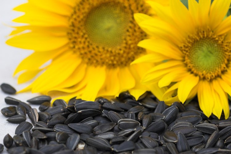 Las semillas de girasol se pueden incluir en una dieta saludable.