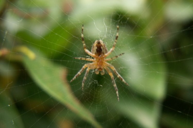Las picaduras de araña pueden infectarse si la zona no se mantiene limpia.