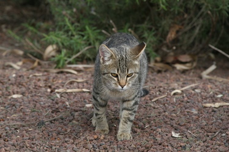 Mantén a tu gato dentro y fuera de las actividades de caza hasta que su problema de estómago haya sido resuelto.
