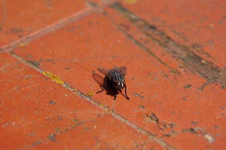 Mosca.