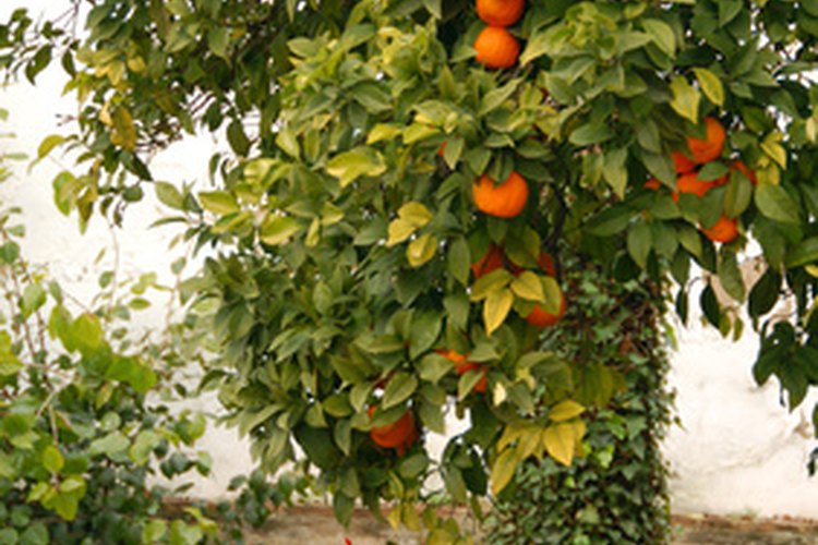 El aceite producido a partir de las flores del naranjo amargo se llama neroli.