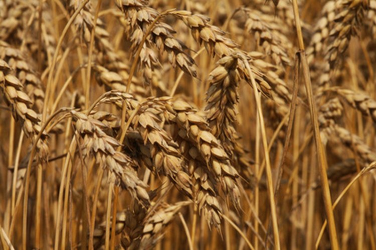 Los productos con trigo integral contienen salvado y el germen del grano.