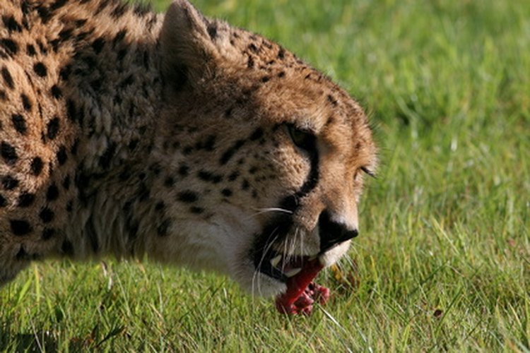 Los gatos domésticos son un gran gato