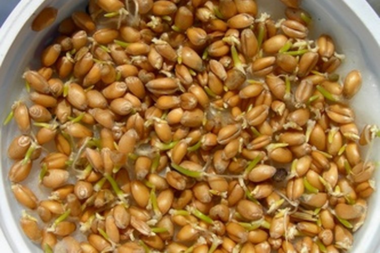 Los granos de trigo germinan de dos a tres días.