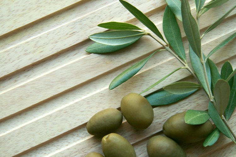 Hojas de olivo.