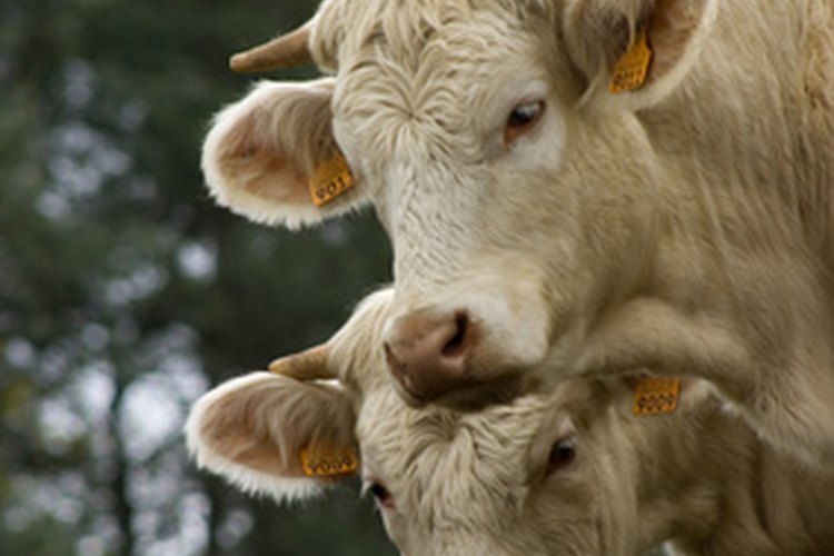 La tuberculosis puede ser contraída tomando leche no pasteurizada de vacas infectadas.