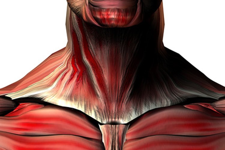 Los músculos del cuello y los oídos están relacionados por su cercanía.