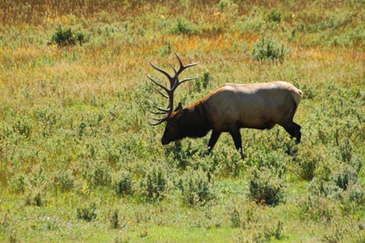 elk image by Brett Bouwer from Fotolia.com Elk
