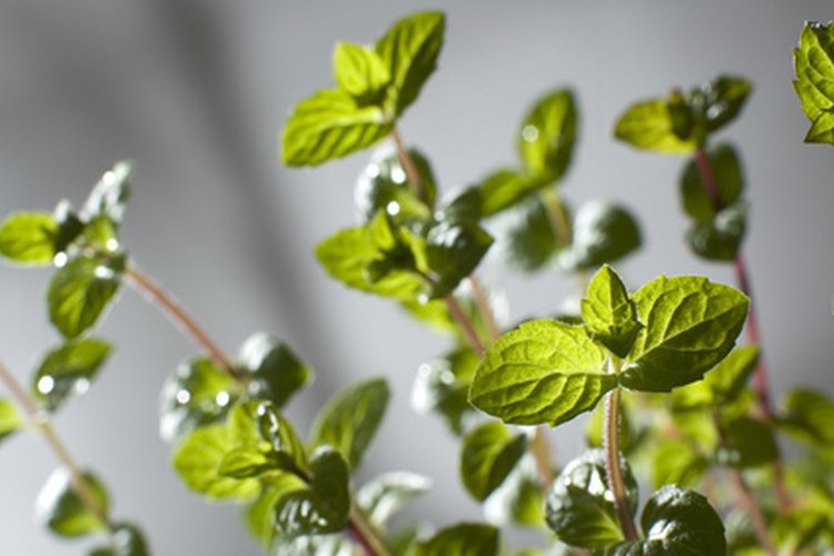 Una planta de menta brinda numerosas hojas que se pueden desecar para varios usos.