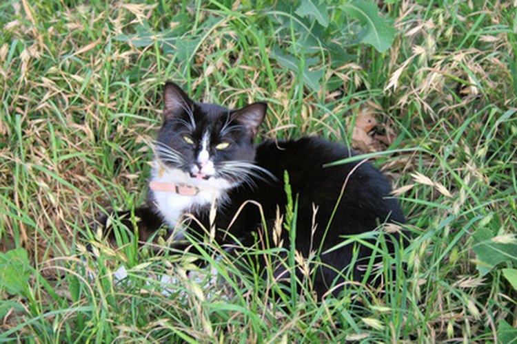 Limpia el aceite del pelaje de tu gato.