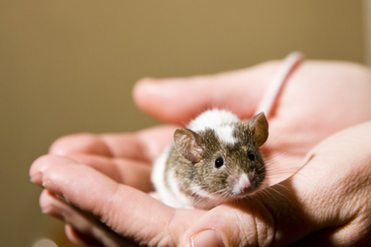 How Long Do Pet Mice Live? | Pets on Mom.com